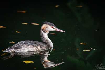 Young Crested Grebe, 2024 (Digital Image, Editorial Use)